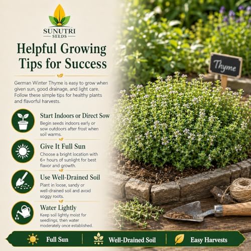 German Winter Thyme Seeds for Planting – Cold Hardy Perennial Herb Seeds, Non-GMO Heirloom Culinary Thyme for Gardens, Containers, Raised Beds & Kitchen Herbs, Great Fresh or Dried - Image 6