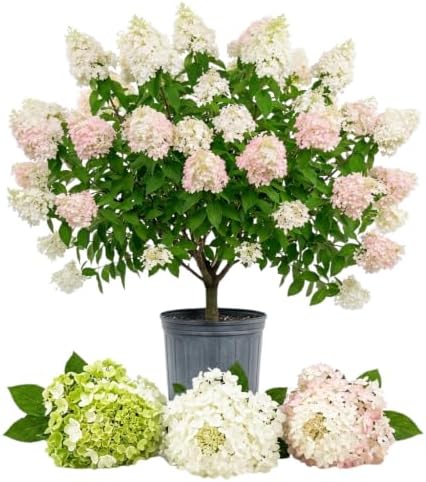 Green Hydrangea Tree Live Plant, Large Bloom Flower Shrub, 6-12 Inch Tall - Image 3