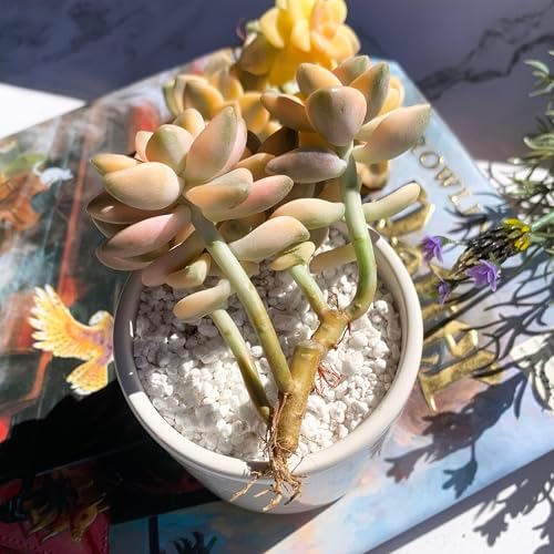 Graptoveria Paraguayense Bernalense Variegated Succulent, 3" Cluster - Image 4