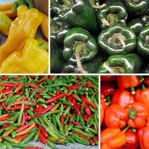 Hot and Sweet Pepper Seeds Collection, 8 Varieties, Jalapeno, Habanero, Bell Pepper, Cayenne, Hungarian Wax, Anaheim, Serrano, Poblano Vegetable Planting - Image 5