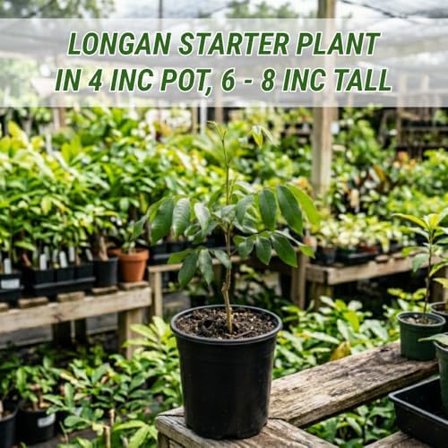Longan Tree Live Plant, Backyard Orchard Tree, 6-8 Inch Tall, 4 Inch Pot - Image 5