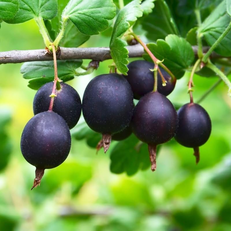 Black Velvet Gooseberry Plant Live, Well-Rooted Berry Shrub, 5-9 Inch Tall - Image 5