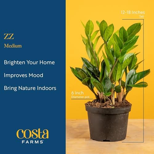 Costa Farms ZZ Plant, Live Indoor Plant, Air Purifying, Easy Care - Image 4
