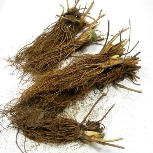 Quinalt Everbearing 10 Strawberry Plants Quinalt Strawberry - Planting Ornaments Perennial Garden Simple to Grow Pots Gifts - Image 3