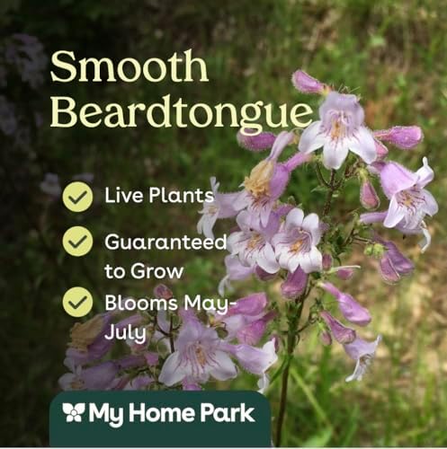 Smooth Beardtongue 3 Live Plants (Penstemon laevigatus) – Native Perennial Wildflower for Pollinator Gardens, Attracts Bees & Hummingbirds, Low Maintenance, Partial to Full Sun Landscaping Plant - Image 3