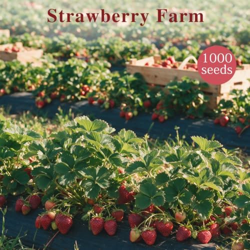 Strawberry Seeds for Planting Outdoor, Heirloom Seed, High Germination, Red - Image 4