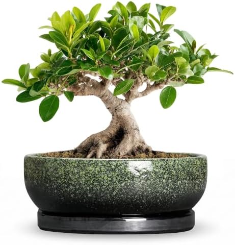 Bonsai Tree Pots, 8 Inch Ceramic Succulent Planter, Speckle Green by Wliror
