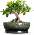 Bonsai Tree Pots, 8 Inch Ceramic Succulent Planter, Speckle Green by Wliror