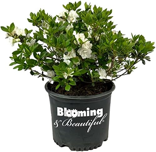 Hardy Gardenia Azalea, Live Evergreen Flowering Shrub, 3 Gallon by BloomingBeautiful