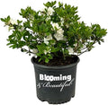 Hardy Gardenia Azalea, Live Evergreen Flowering Shrub, 3 Gallon by BloomingBeautiful