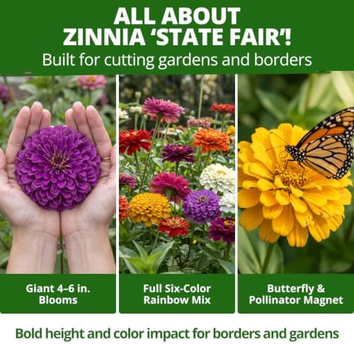 HOME GROWN State Fair Zinnia Seeds, 600 Seeds, Zinnia elegans - Image 2