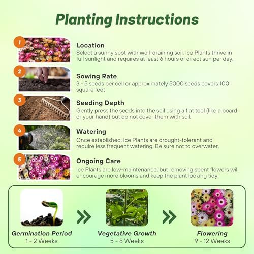 Outsidepride Mix Ice Plant Seeds - 10000 Pcs Perennial, Drought Tolerant Ground Cover Seeds for Planting Vibrant Trailing Blooms, Ideal for Sunny Gardens & Xeriscape Landscaping (Pack of 3) - Image 5