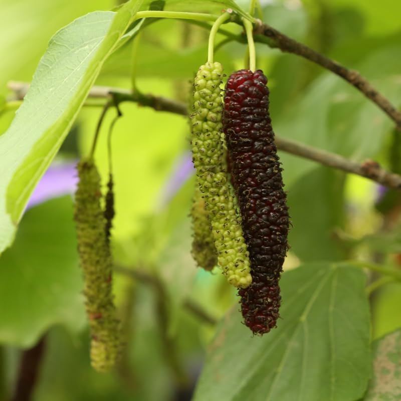 Pakistan Mulberry Live Plant, 4-8 Inch Tall Hardy Fruit Tree by Unknown