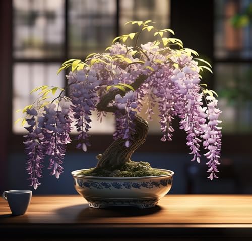 Weeping Wisteria Bonsai Tree Seeds for Planting – 10 Seeds | Cascading Purple Blooms | Outdoor Flowering Bonsai | Fast-Growing Vine Tree for Pots, Patios & Gardens by CZGrain