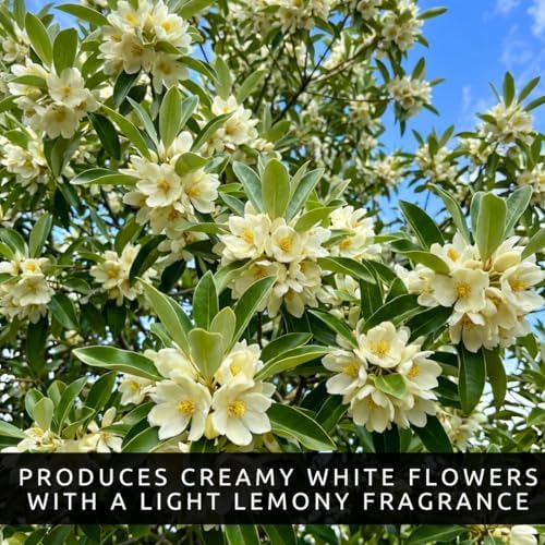 3 Sweetbay Magnolia Live Plants – Magnolia virginiana Fragrant Flowering Trees – Beautiful Creamy White Blooms – Hardy Ornamental Landscape Trees - Privacy Shade (3 Trees) - Image 5