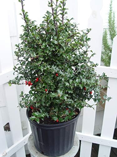 Ilex X rutzan 'Red Beauty' (Holly) Evergreen, #3 - Size Container - Image 2