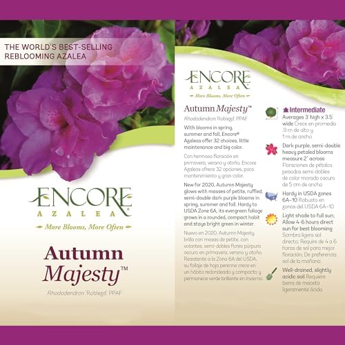 2 Gal. Encore Azalea Autumn Majesty Purple Blooms - Image 5