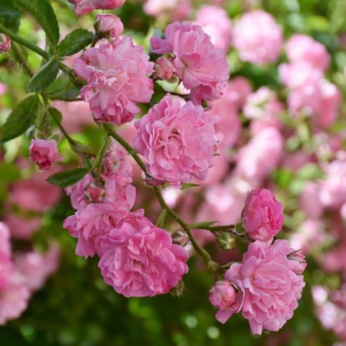 Pink Climbing Roses Live Plant - Small Size, Heirloom Climbing Rose Bush, Fragrant High-Yielding Perennial Flowering Vine for Trellis & Fence - Image 2
