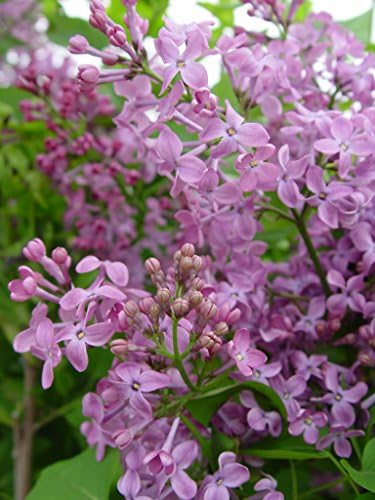 Syringa X hya. 'Pocahontas' (Lilac) Shrub, purple flowers, #3 - Size Container - Image 2