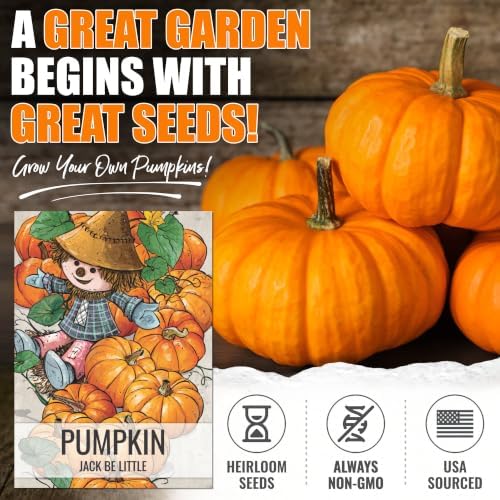 Seed Needs Jack Be Little Pumpkin Seeds to Plant Vegetables - 1 Pack - Image 2