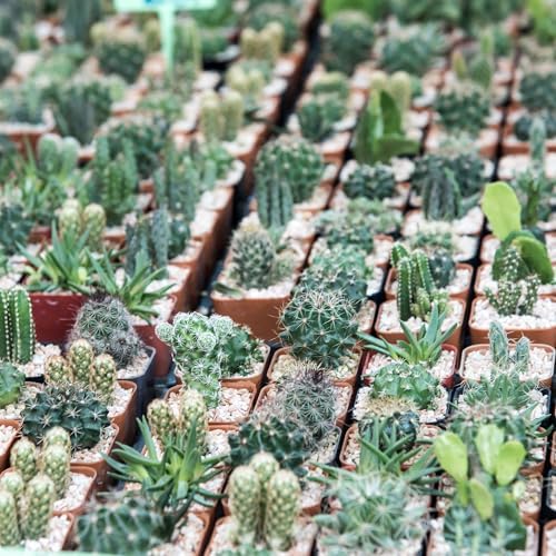 Mountain Crest Gardens Cactus Variety Pack - 6 Live Plants in Unique Shapes, Rooted in 2 Inch Pots - Real Indoor/Outdoor Cacti for Home Décor, Gifts & DIY Arrangements - Image 6