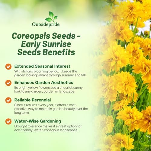 Outsidepride Yellow Early Sunrise Coreopsis Seeds - 250 Seeds Tall, Native, Deer Proof, & Drought Tolerant Perennial Flower Seeds w/Compact Growth Habit & High Adaptability for Soils (AAS Winner) - Image 3