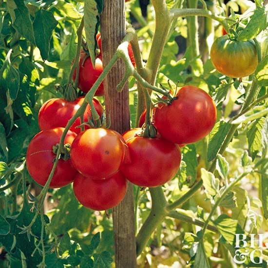 Live Tomato Plants Better Boy Red 4" Set of 4 - Image 3