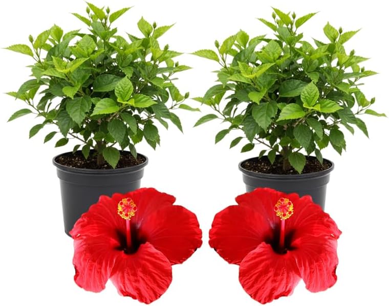 3 Red Hardy Hibiscus Plants Live, Flowering Shrub, 4-7 Inch Tall by Unknown