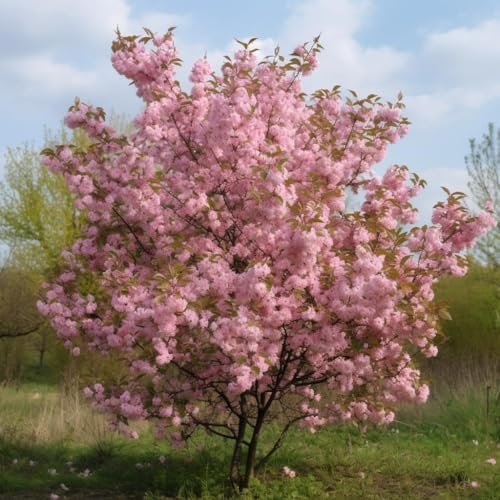 2 Pink Flowering Almond Shrubs - 6-12" Tall Live Plants - Quart Pots - Image 4