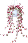 Ceropegia Woodii Variegated String of Hearts Vine Houseplant, 2.5" Pot by HILROQG