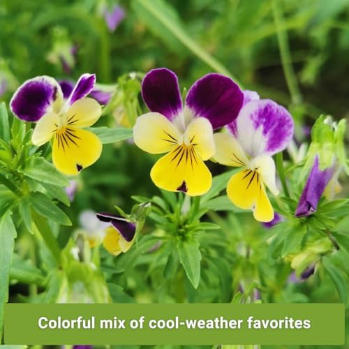 Sow Right Seeds - Frost Hardy Flower Seed Collection for Planting Garden - Image 3