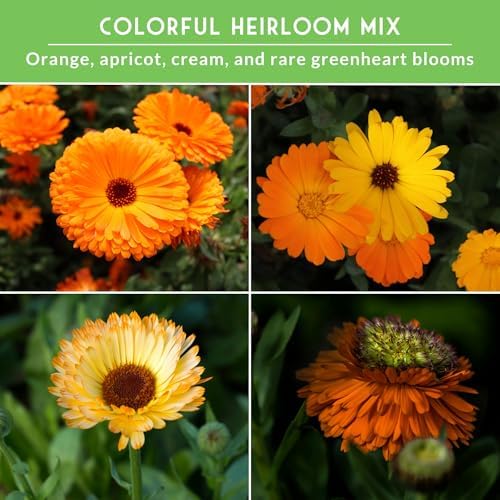 Calendula Seeds for Planting - 4 Variety Collection - Survival Garden Seeds - Image 4