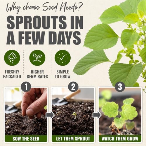 Seed Needs Catnip Seeds to Plant an Herb Garden - 2 Packs - Image 5