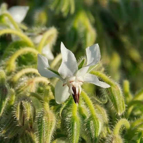 Seed Needs Borage Seeds Variety Pack of 2 - Non-GMO & Heirloom Herb Garden - Image 5