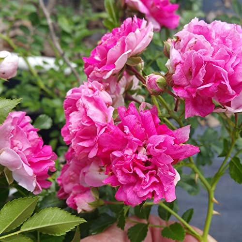 Seven Sisters Climbing Rambler Rose - Antique Heirloom Rosa Hybrid - Live Plant - Fragrant Spring Bloom - Double Pink Flower - Emerald Goddess Gardens Starter Sz 4 Inch Pot - Image 6