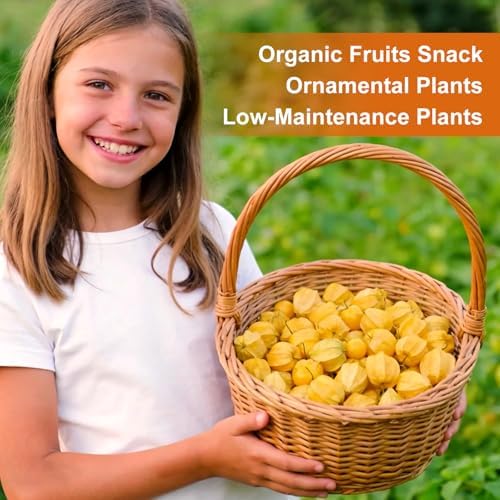 3000+ Ground Cherry Seeds for Planting, Vegetable Garden Heirloom Seeds - Image 6