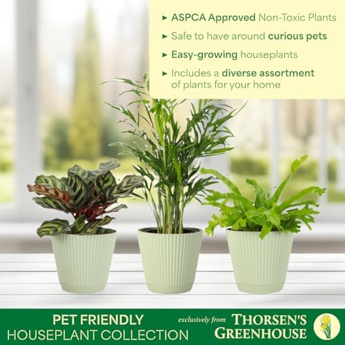Live Pet Safe Houseplants (3 Pack), Grower's Choice Bundle, 4" Pots - Image 3