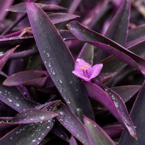 Purple Queen Tradescantia Setcresea I 3 Live Plants I Spiderwort | Lush Magenta Foliage for Striking Garden Contrast, Ideal for Ground Cover, Borders, & Containers - Image 3