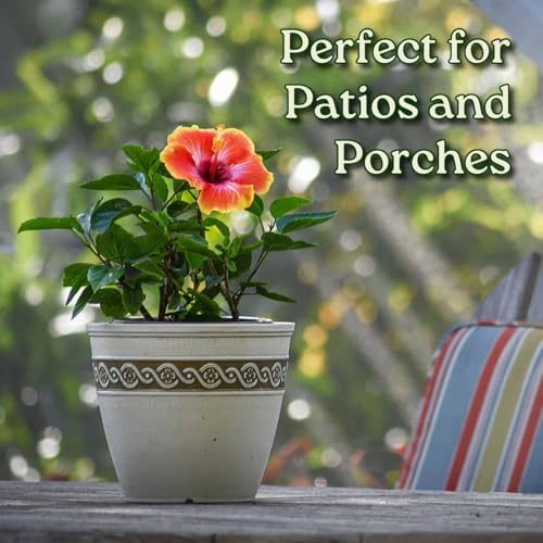 Fiesta Hibiscus Bush - Live Hibiscus Flowering Plant - Tropical Flower Plant - 1 Gallon Planter - Overall Height 10" to 14" - Tropical Plants of Florida - Image 5
