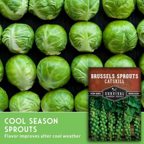 Catskill Brussels Sprout Seeds for Planting (5 Packs) - Image 5