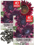 Seed Needs, Procut Red Sunflower (Helianthus annuus) Twin Pack 40 Seeds Each - Specialty Hybrid by SeedNeeds