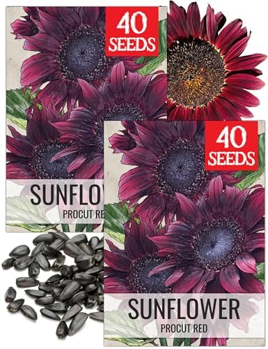 Seed Needs, Procut Red Sunflower (Helianthus annuus) Twin Pack 40 Seeds Each - Specialty Hybrid by SeedNeeds