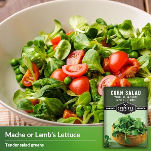 Corn Salad Seeds for Planting - Mache, Lamb's Lettuce (3 Packs) - Image 3