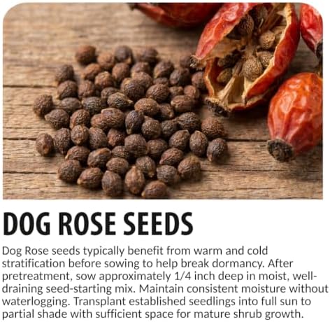 Dog Rose Bush Seeds for Planting | 100 Seeds | Pink Wild Rose Rosa Canina - Image 6