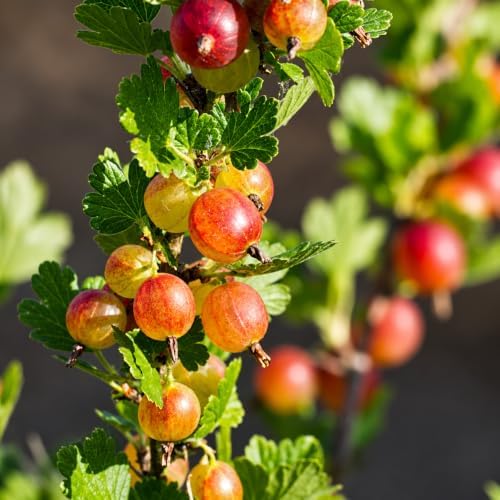 Jahns Prairie Gooseberry Plant - 6-12" Tall Live Plant - Image 3
