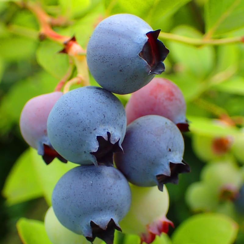 2 Biloxi Blueberry Plants Live, Sweet Berry Shrub, 5-12" Tall - Image 6