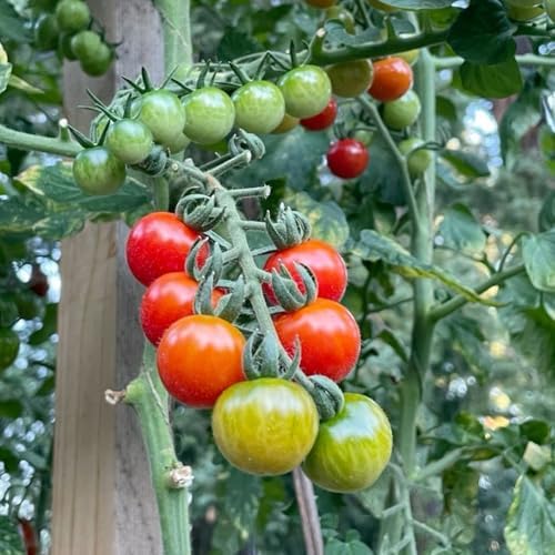 Cherry Tomato Plant, Live Tomato Vegetable Seedling in 4 Inch Pot - Image 3