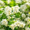 390+ Climbing Jasmine Seeds, Fragrant Perennial Flowering Vine for Outdoor Garden, Scented Blossom Patio Plant Value Pack by BuggyBeds