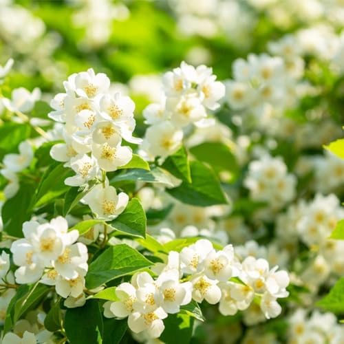 390+ Climbing Jasmine Seeds, Fragrant Perennial Flowering Vine for Outdoor Garden, Scented Blossom Patio Plant Value Pack by BuggyBeds