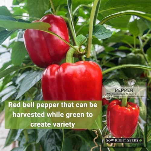 Sow Right Seeds - California Wonder Pepper Seed for Planting Outdoors - Image 3